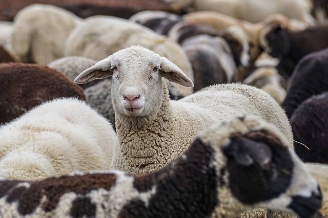 élevage moutons